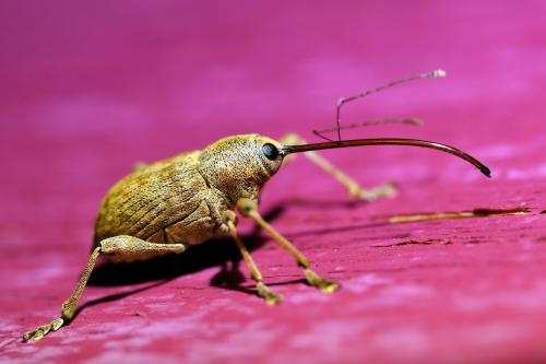 Réf. 332 986 : Curculio elephas